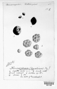 Thecaphora capsularum image